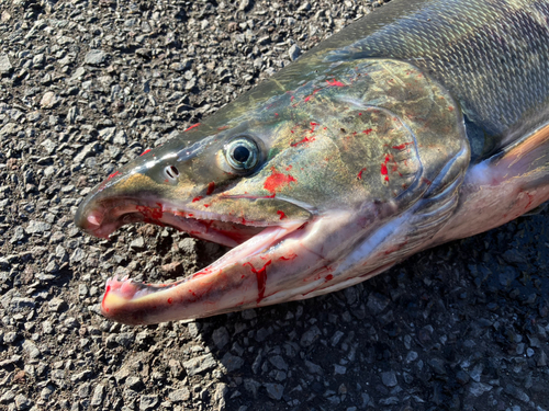 アキアジの釣果