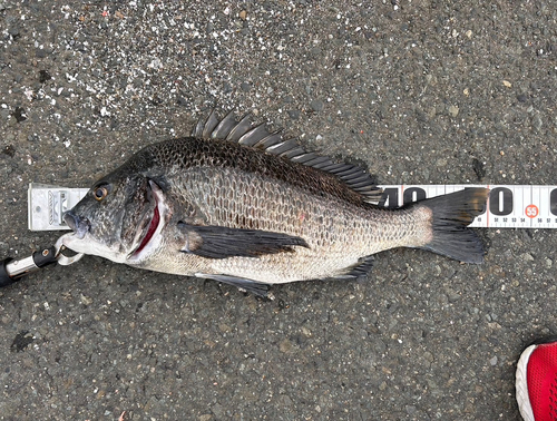 チヌの釣果