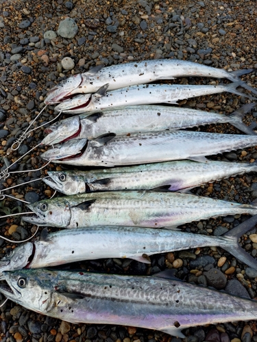 サゴシの釣果