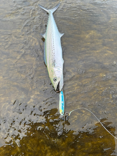 サゴシの釣果