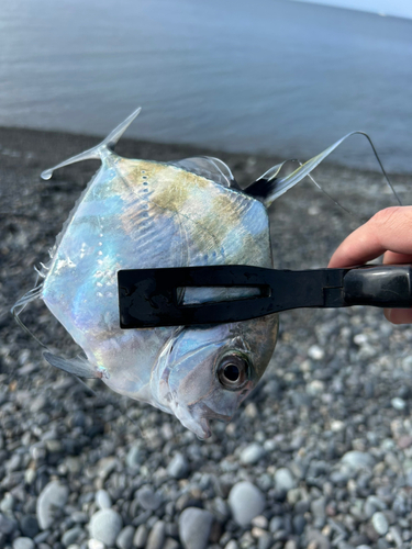 イトヒキアジの釣果