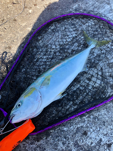 イナダの釣果