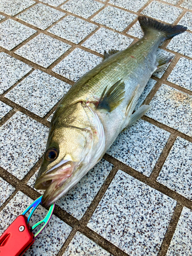 フッコ（マルスズキ）の釣果