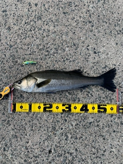 フッコ（マルスズキ）の釣果