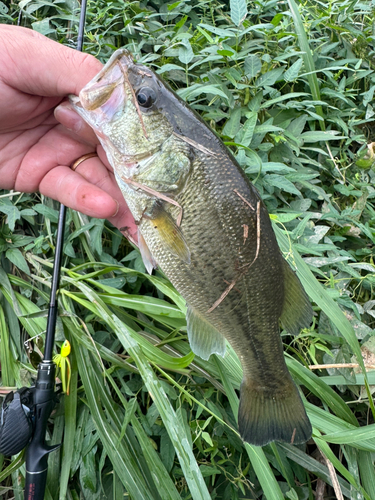 ブラックバスの釣果