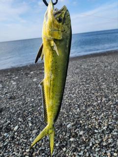 シイラの釣果