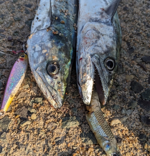 サゴシの釣果