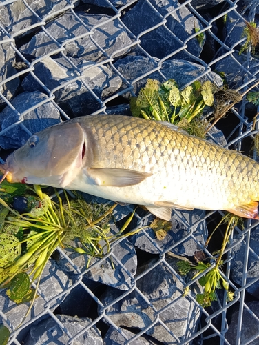 コイの釣果