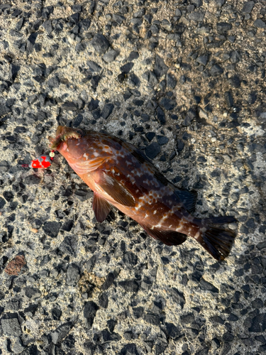 キジハタの釣果