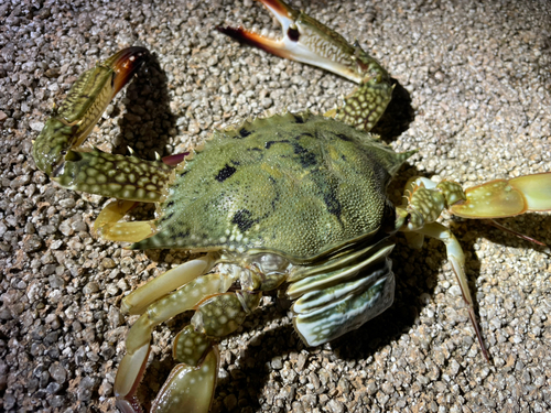 ワタリガニの釣果