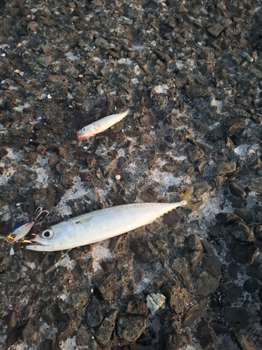 サバの釣果