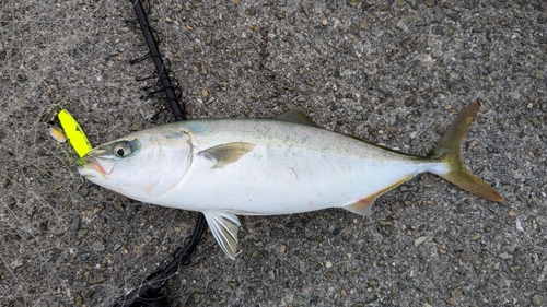 ツバスの釣果