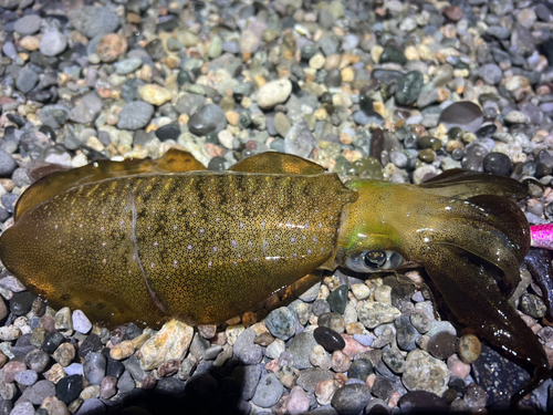 アオリイカの釣果