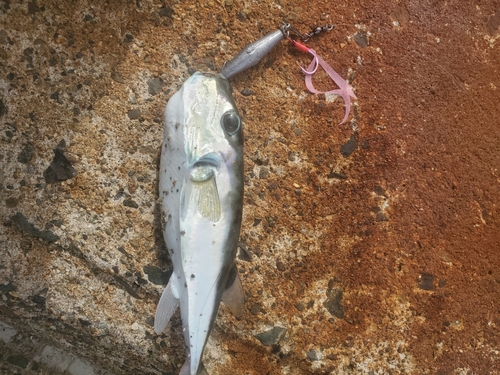 シロサバフグの釣果