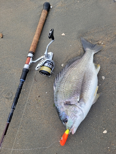 キビレの釣果