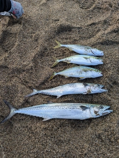 サゴシの釣果