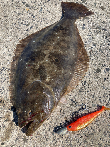 ヒラメの釣果