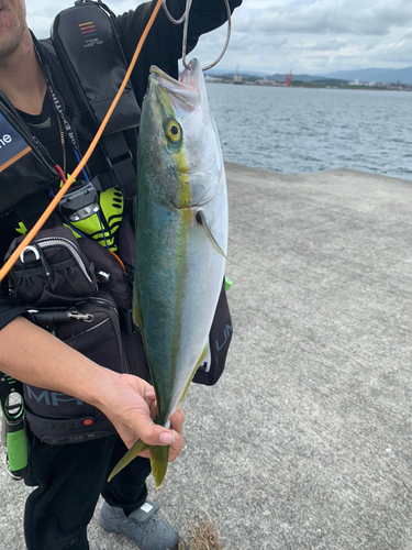 イナダの釣果