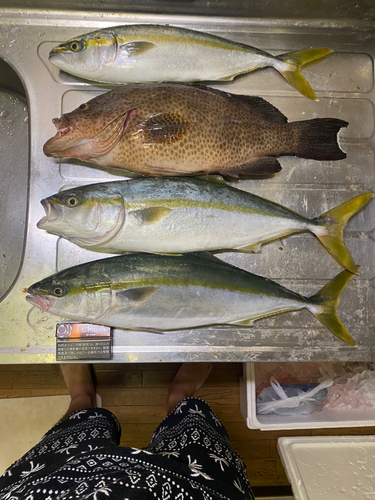 オオモンハタの釣果