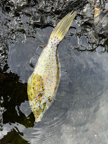 ソウシハギの釣果