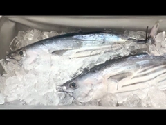 カツオの釣果