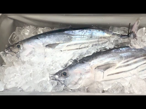 カツオの釣果