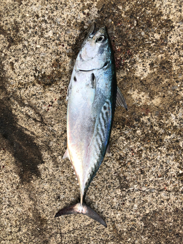 カツオの釣果