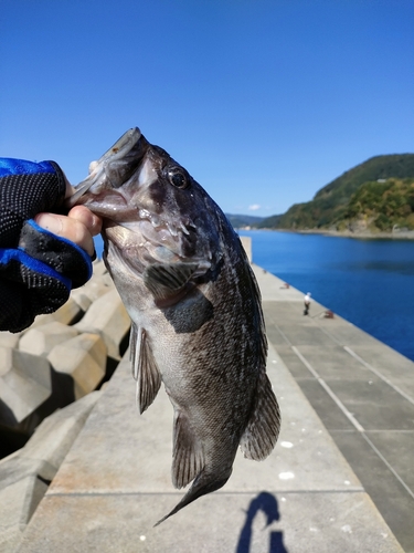 クロソイの釣果