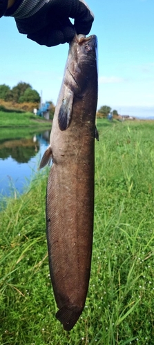 ニホンナマズの釣果