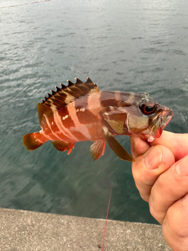 内浦湾（沼津）