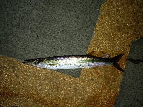 カマスの釣果