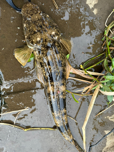 マゴチの釣果