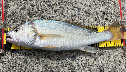 イシモチの釣果