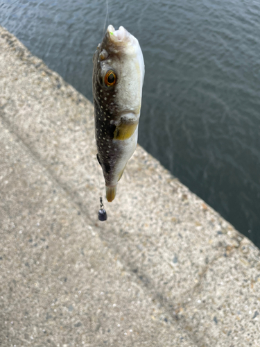 フグの釣果