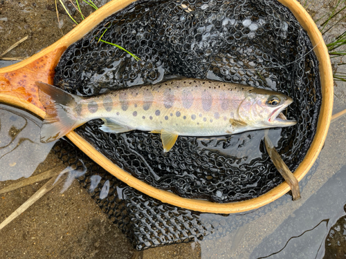 ヤマメの釣果