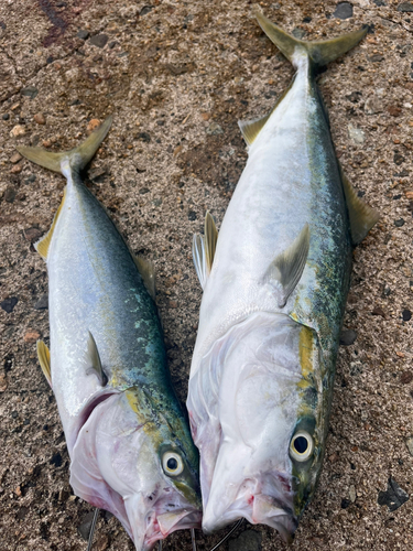 フクラギの釣果