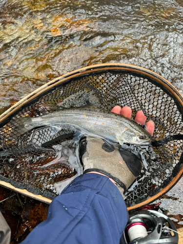 アマゴの釣果