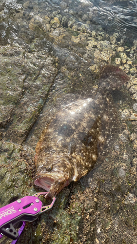 ヒラメの釣果