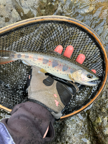 アマゴの釣果