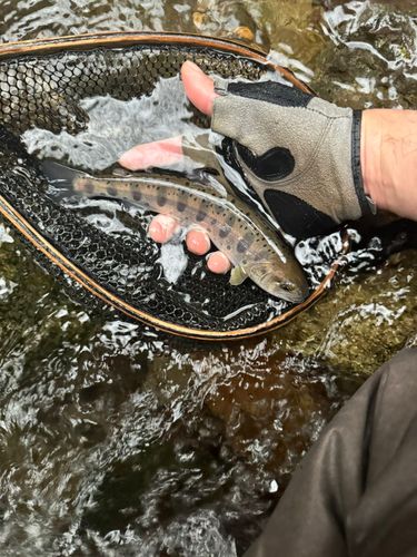 ヤマメの釣果