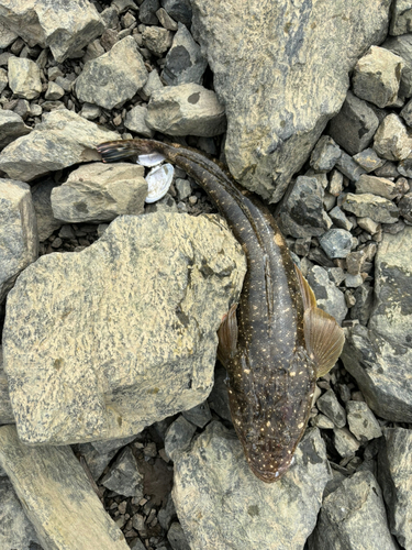 セイゴ（マルスズキ）の釣果