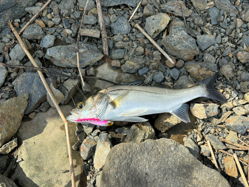 セイゴ（マルスズキ）の釣果