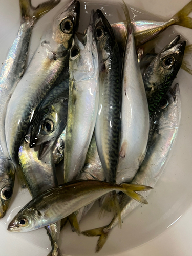 サバの釣果