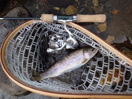 ニジマスの釣果