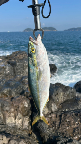 ハマチの釣果