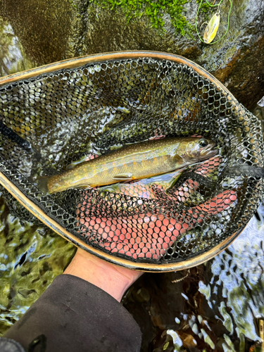 イワナの釣果