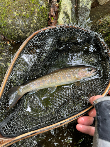 イワナの釣果