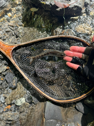 ヤマメの釣果