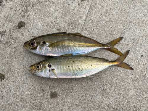 金沢水際線緑地（福浦岸壁）