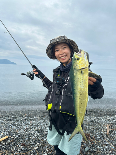 シイラの釣果